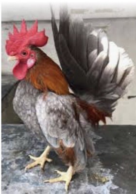 Poultry Serama
