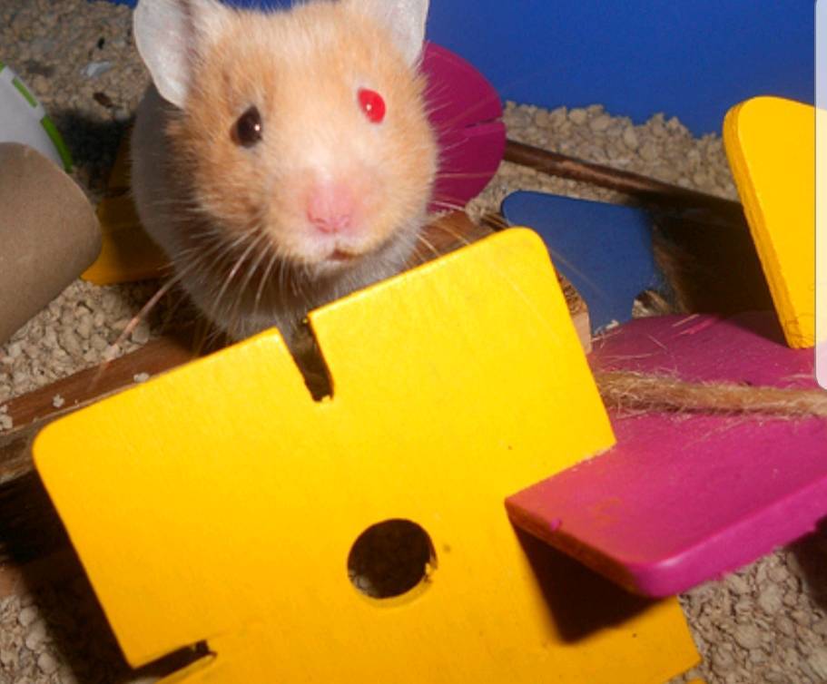 Male Hamster and cage in Basingstoke, Hampshire Gumtree