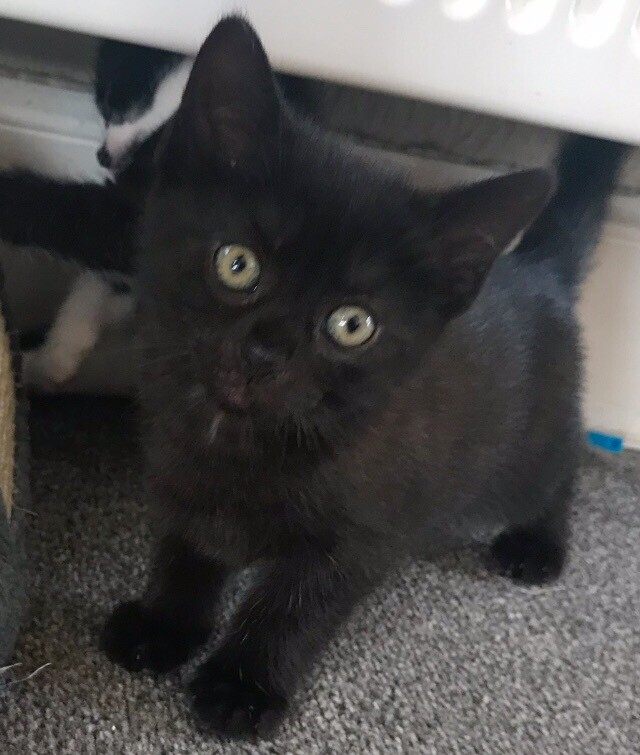 Kittens in Tayport, Fife Gumtree