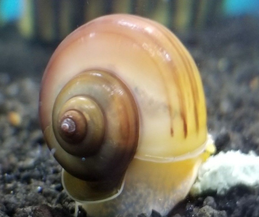 5 Assorted Mystery Snails Ivory, Gold, Chestnut, Black, Blue Nickel Size+