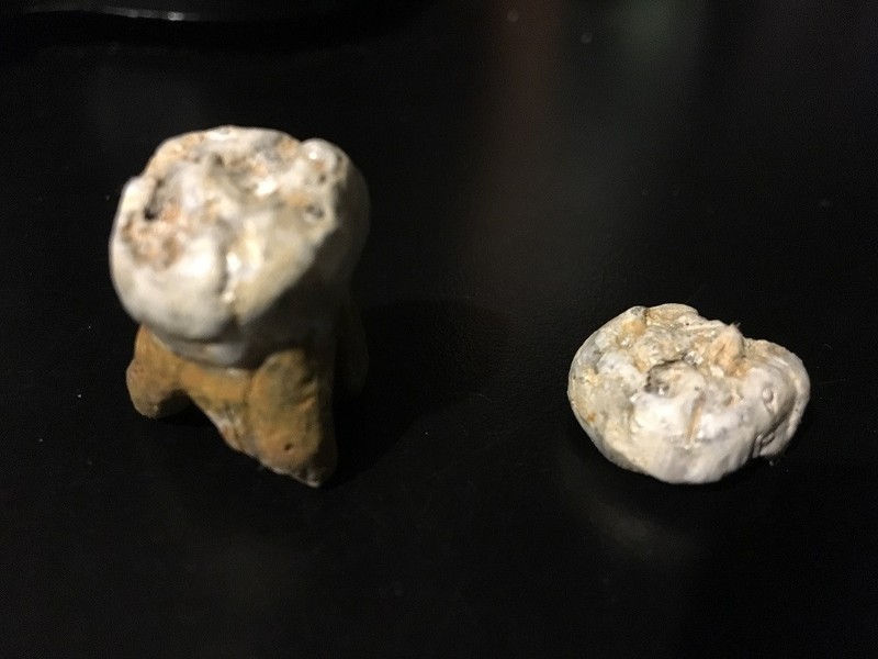 Denisovan Tooth / Giant Human