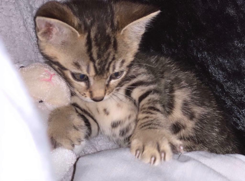 (SOLD) Kitten (Bengal x Tabby) + ready with all accessories in Luton