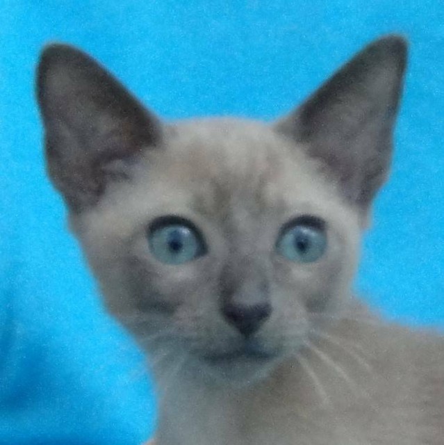 BLUE MINK TONKINESE KITTEN Cats & Kittens Gumtree Australia