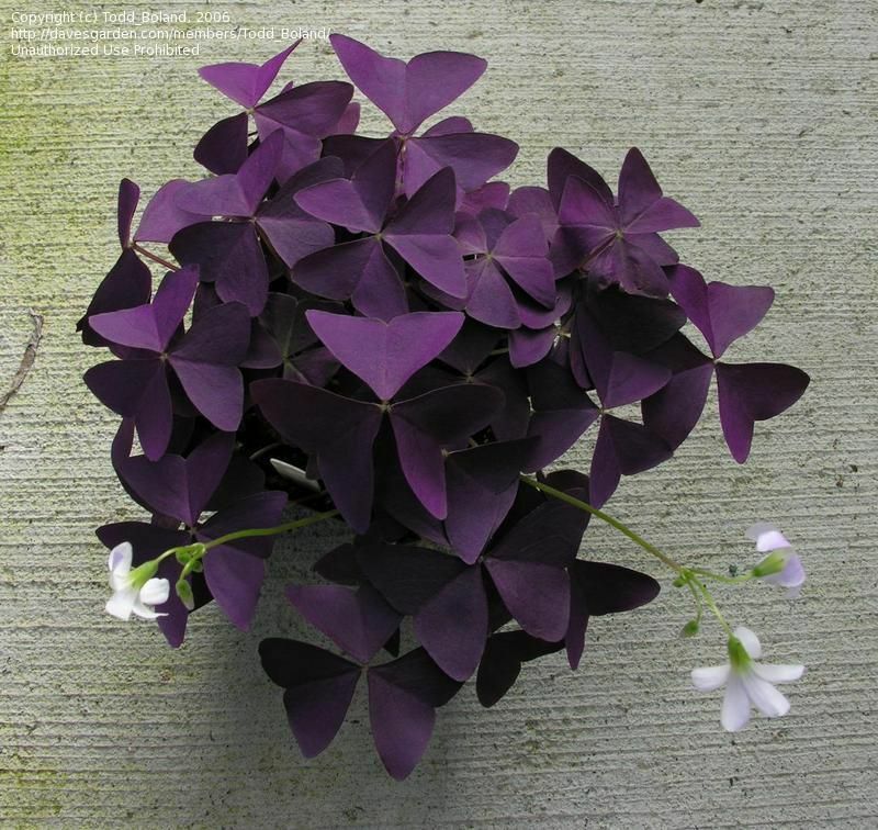 Oxalis 