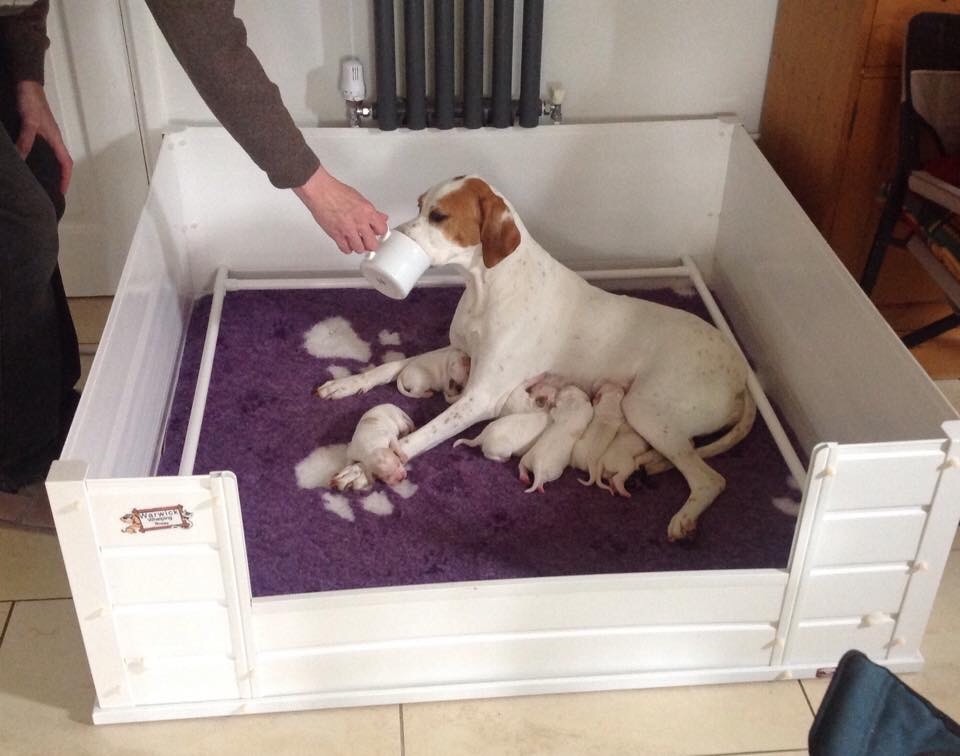 Warwick Whelping Box XL. Dog NOT included. in Melksham, Wiltshire