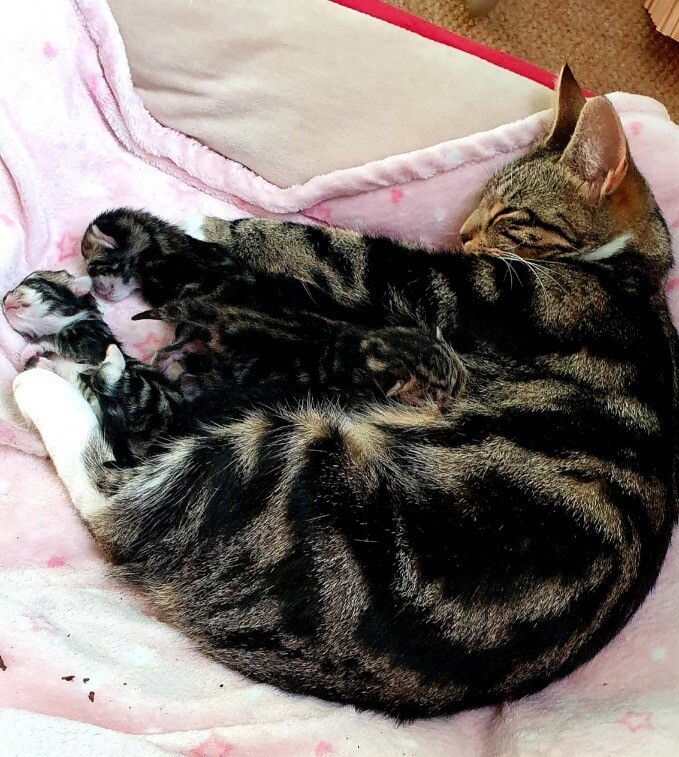 Kittens for sell in WestcliffonSea, Essex Gumtree