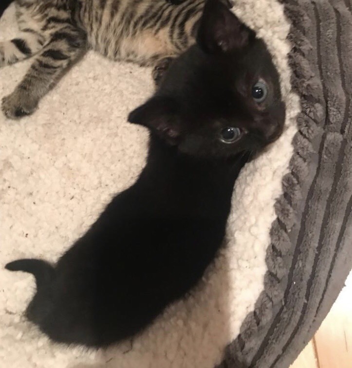 2 Black Kittens for sale ready for collection. in Leeds, West