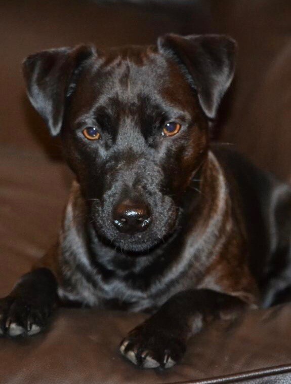 Patterdale terrier in Falkirk Gumtree