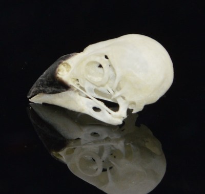 Real Bird Skull for sale | Only 3 left at -75%