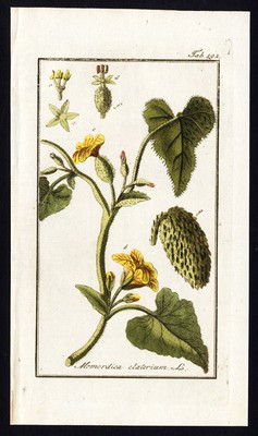 Antique Flora Print-ECBALLIUM ELATERIUM-SQUIRTING CUCUMBER-Zorn-1796