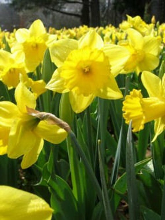 500 !!!!   WILD YELLOW DAFFODIL BULBS