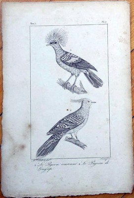 Le Pigeon Couronne, Le Pigeon de Longup 1830s French Bird Print