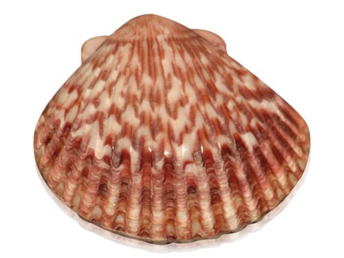 89年＊シエル＊オイル＊ガソリン＊￼ビンテージSHELL永久保存版＊コレクション ガソリン缶 シェル SHELL オイル缶 大型/// ロストアンド