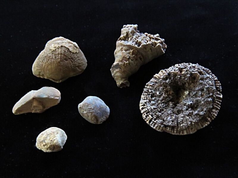 Fossils- Devonian- Speed, Indiana