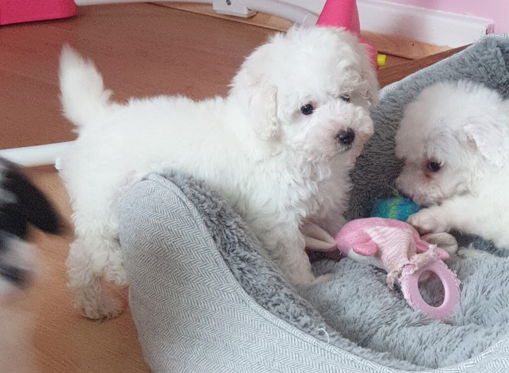 Fluffy Toy Poodle Puppies Ready Now in Rainworth