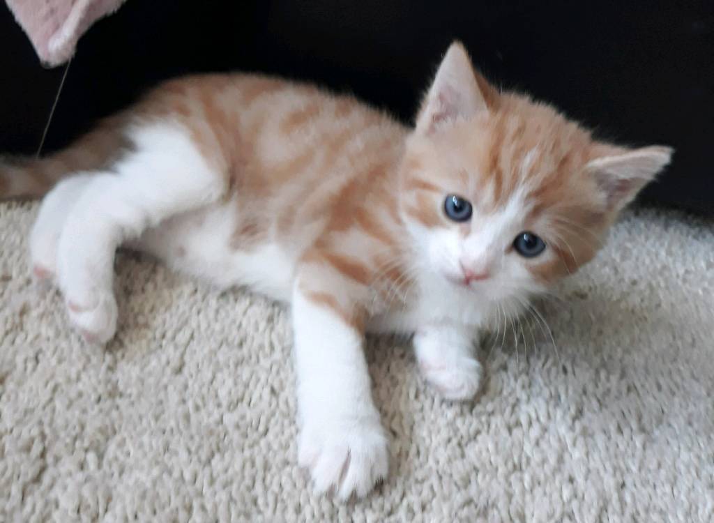Rare Female Ginger Kitten in Falkirk Gumtree