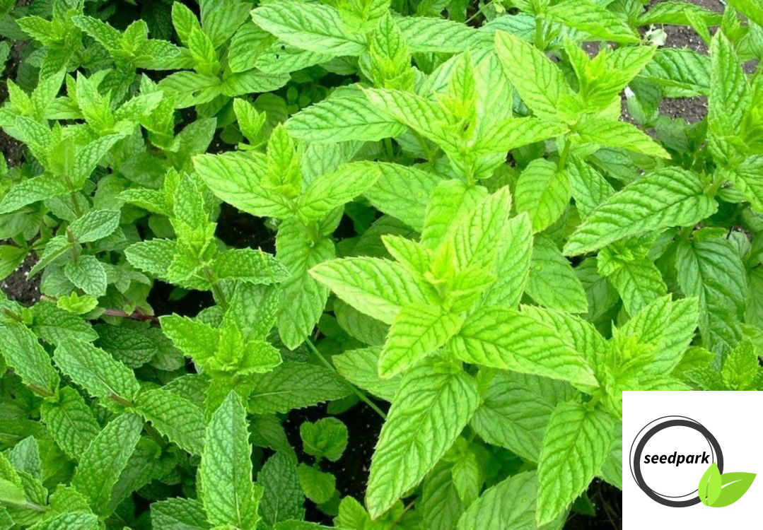 MINZE SPEARMINT SAMEN GRÜNE MINZE KÜCHENMINZE BLITZVERSAND AUS DE