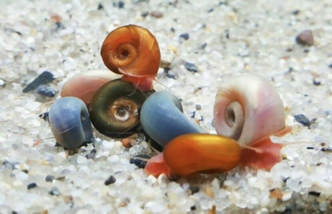 8+Pink/Red/Blu leopard/Mix color Ramshorn Snails With 2 ...