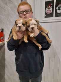 English Bulldog In Northern Ireland Dogs Puppies For Sale Gumtree