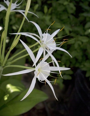 Hymenocallis euchardifolia