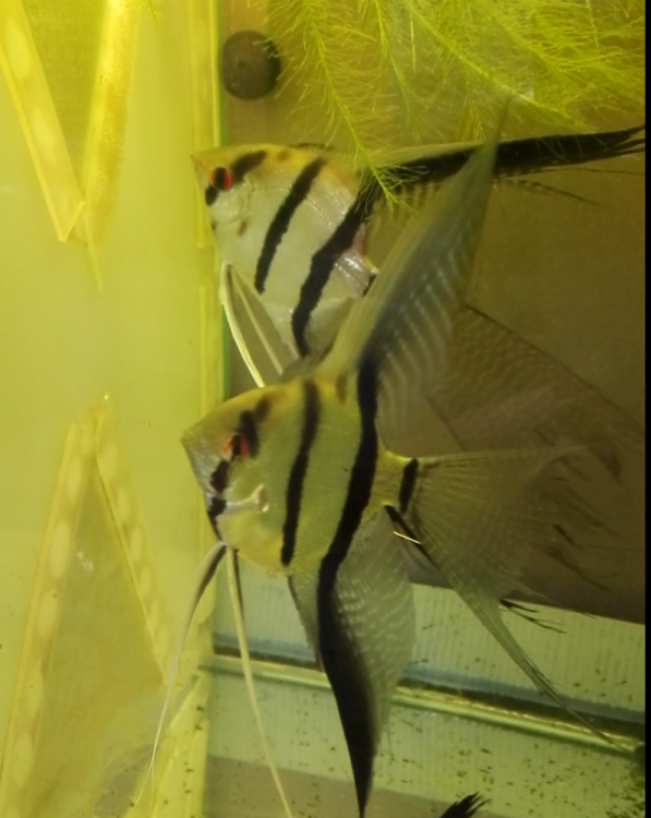 Angelfish silver standard fin or veil young fish 3