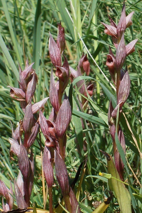 Serapias Bergonii Orchideen Epipactis Ophrys  Orchidea OrquÃ­Dea Orchis