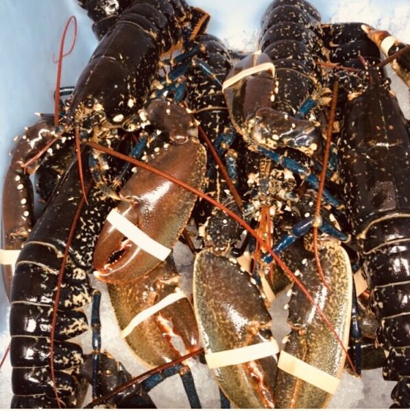 Live Crab for sale in UK | 47 second-hand Live Crabs