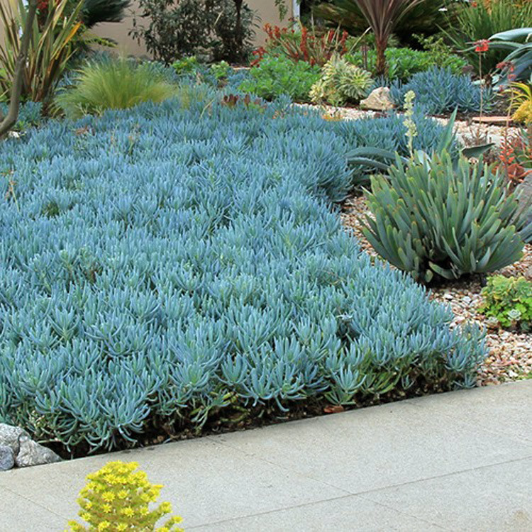Blue Chalk Sticks, Blue Stick Succulent - Senecio ...