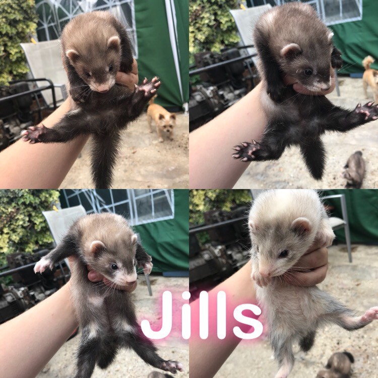 Ferret kits for sale in Purfleet, Essex Gumtree