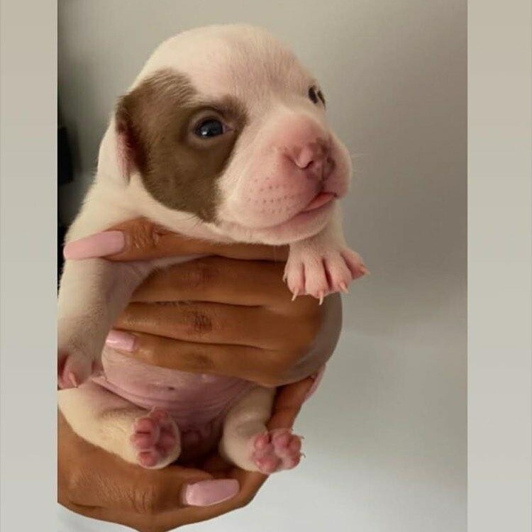 Exotic American Pocket Bully Puppies in Sefton Park, Merseyside Gumtree