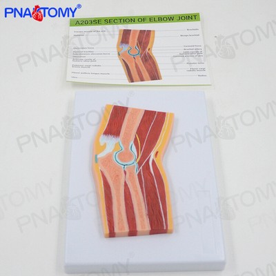 1:1 Human MRI Elbow Joint Skeletal Muscle Section Structure Anatomical Model