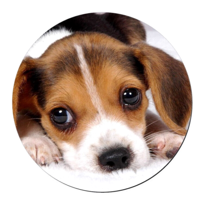 Silver beagle best sale puppy