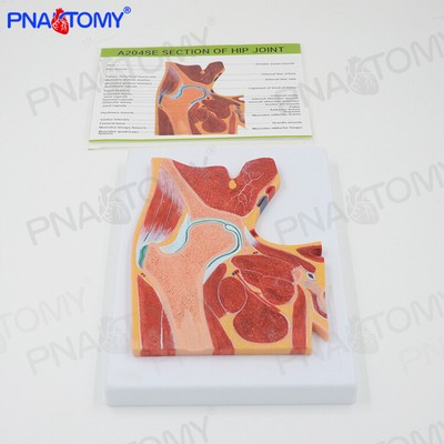 1:1 Human MRI Hip Joint Skeletal Muscle Section Construction Anatomy Model