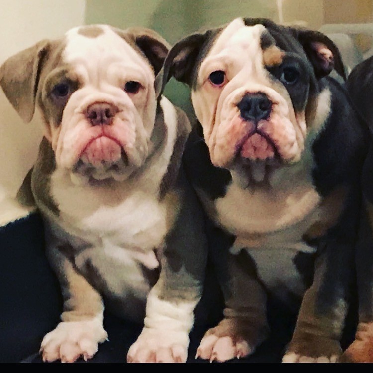 15 HQ Images Lilac English Bulldog Puppies - French Bulldog Lilac and Tan Puppies Bulldog Francese ...