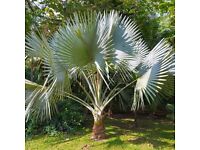 Free delivery! Only £34.99 Hardy Fan Palm Tree Trachycarpus 60-70cm Tall