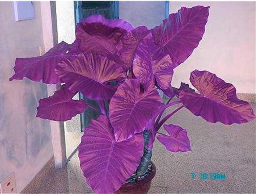 Colocasia Plant Jacks Giant Elephant Ear Seeds Purple Color 50 Seeds