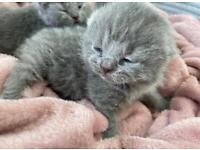 Beautiful grey kittens 4 weeks old