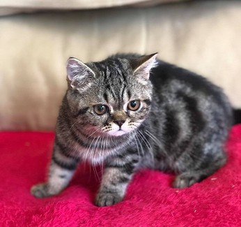 Cats & Kittens For Sale | Gumtree Australia Free Classifieds