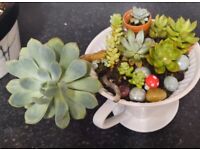 Succulents in ceramic cup plant pot