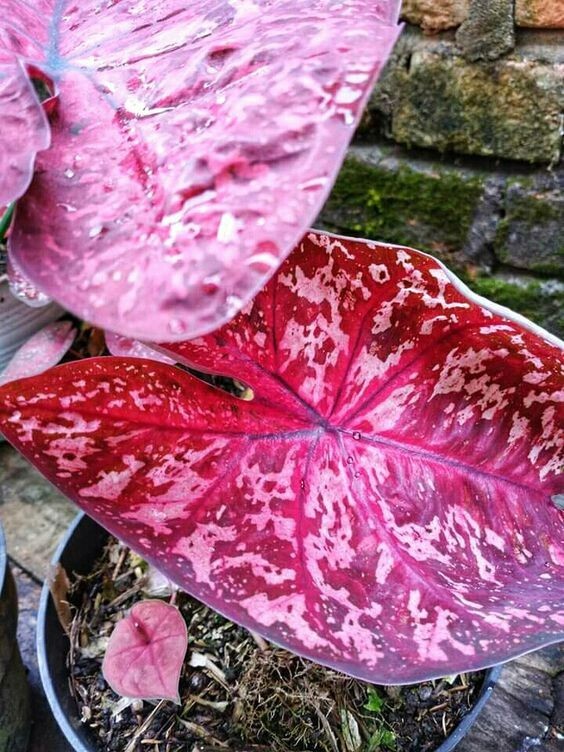 8000ca5 Kaladie Caladium Spring Fling 1 Bulbs Zwiebel Knolle