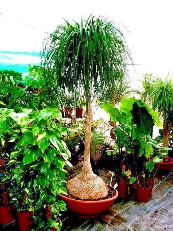 Ponytail Palm Tree Seeds Beaucarnea recurvata Elephant Foot Indoor House Plant