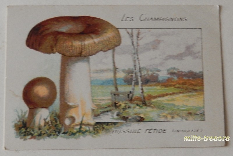 Image Chromo Les Champignons : Russule FÃ©Tide (Indigeste)