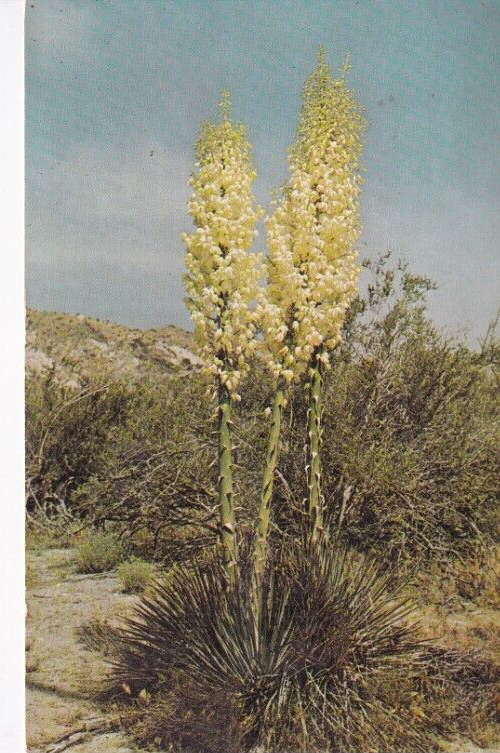 Yucca Plant Post Card Circa 1970' Posted | eBay