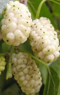 TASTY BLACK CHOKEBERRY, ARONIA VIKING  POTTED PLANT-1-2' TALL PLANT