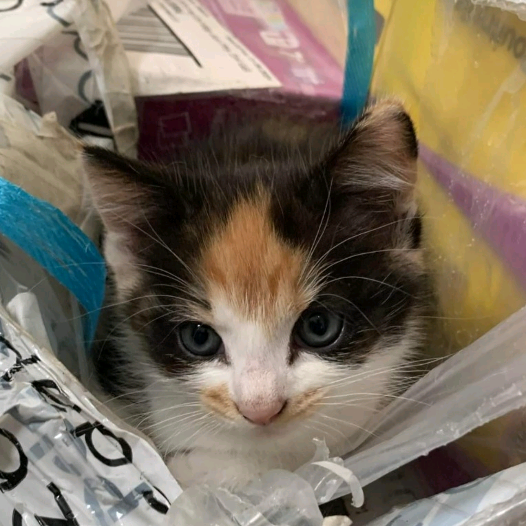 Kittens for sale in Harrow, London Gumtree