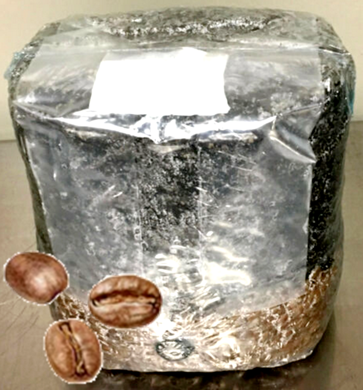 All in One Mushroom Grow Bag