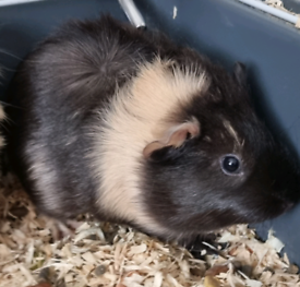 2 Baby female guinea pigs available 