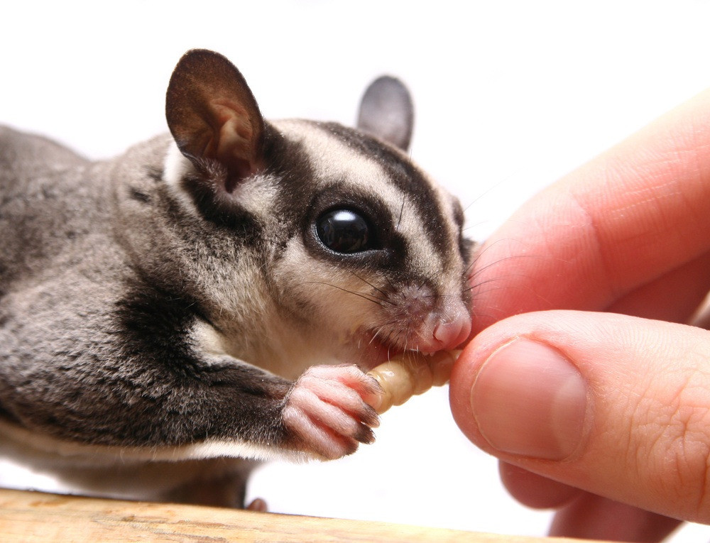 Baby male sugar glider for sale | in Ipswich, Suffolk | Gumtree