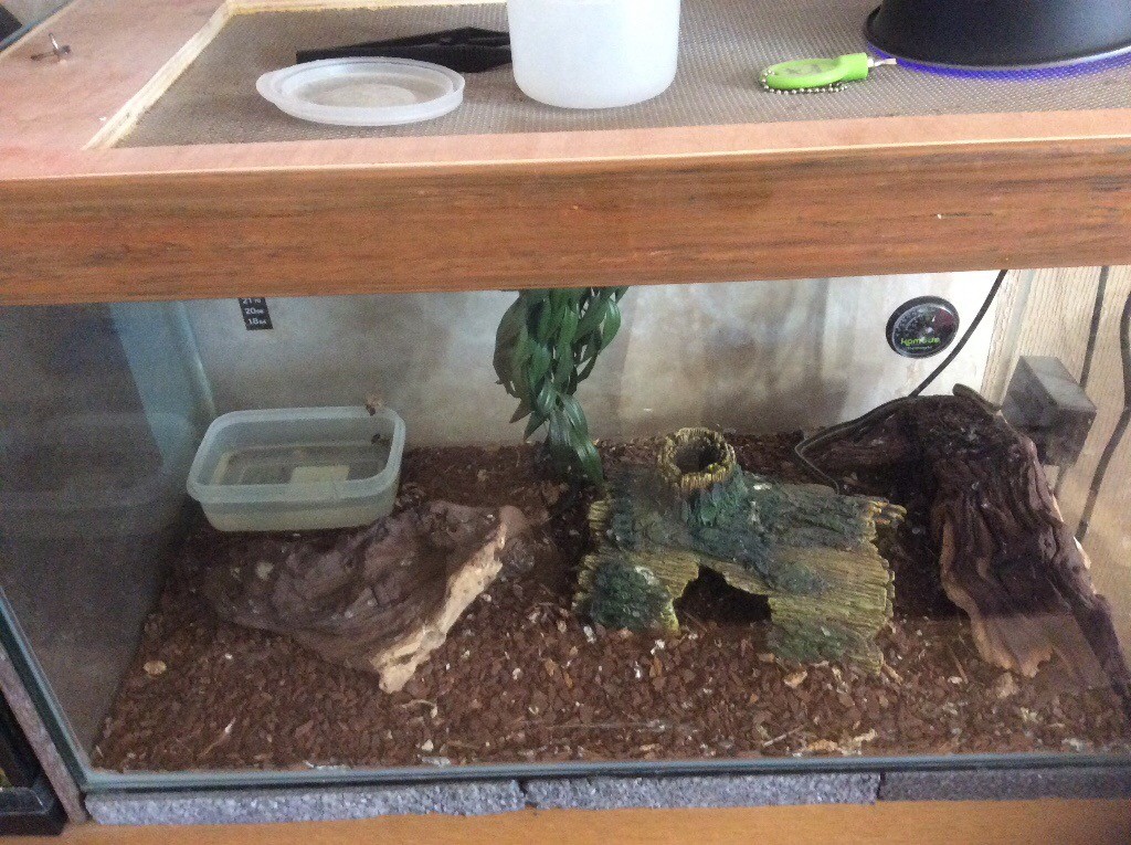 Garter snake tank and set up in Middleton, Manchester Gumtree