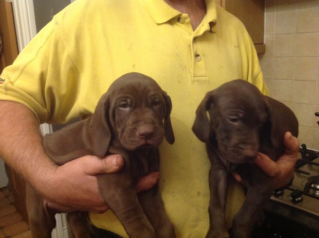 Vizmaraner Weinmaraner x Vizsla puppies in Cardiff Gumtree